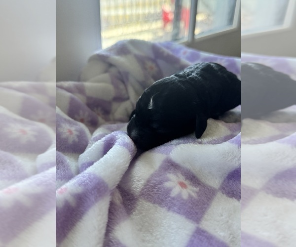 Medium Photo #31 Aussiedoodle-Bernedoodle Mix Puppy For Sale in BELTON, SC, USA