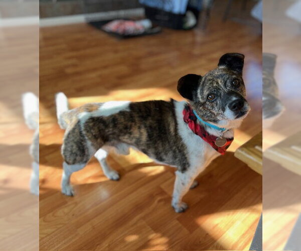 Medium Photo #4 Chug Puppy For Sale in Bellevue, WA, USA