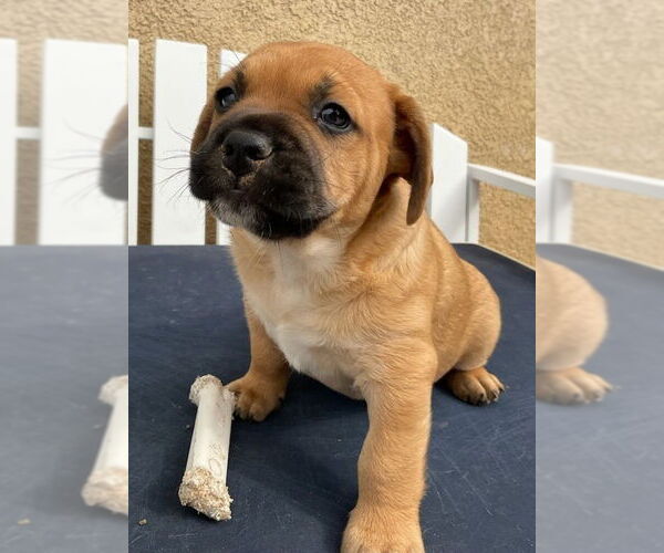 Medium Photo #1 French Bulldog-Unknown Mix Puppy For Sale in Lake Forest, CA, USA