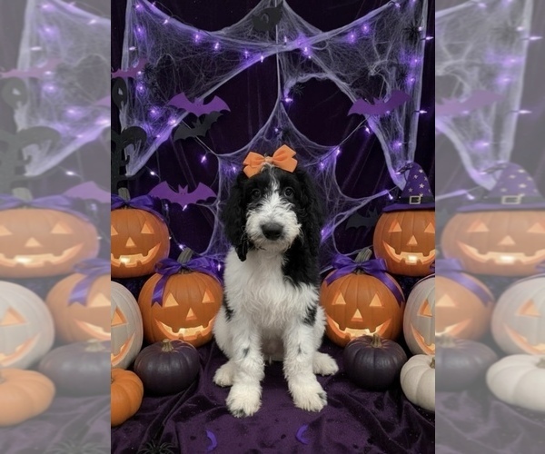 Medium Photo #2 Bernedoodle Puppy For Sale in MENIFEE, CA, USA