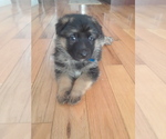Small Photo #11 German Shepherd Dog Puppy For Sale in SACO, ME, USA