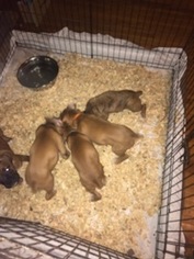 Boxer Puppy for sale in FULDA, MN, USA