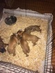 Small Photo #1 Boxer Puppy For Sale in FULDA, MN, USA