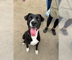 Small Labrador Retriever Mix