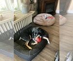 Small Photo #4 Doberman Pinscher-Siberian Husky Mix Puppy For Sale in Minneaoplis, MN, USA