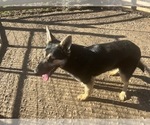 Small Photo #7 German Shepherd Dog Puppy For Sale in LOGAN, OH, USA