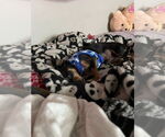 Small #1 Chiweenie