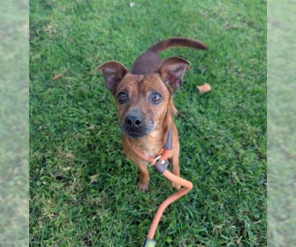 Medium Photo #2 Chihuahua-Unknown Mix Puppy For Sale in Redlands, CA, USA