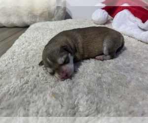 Medium Siberian Husky