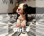 Small Photo #1 American Pit Bull Terrier Puppy For Sale in CHICAGO, IL, USA