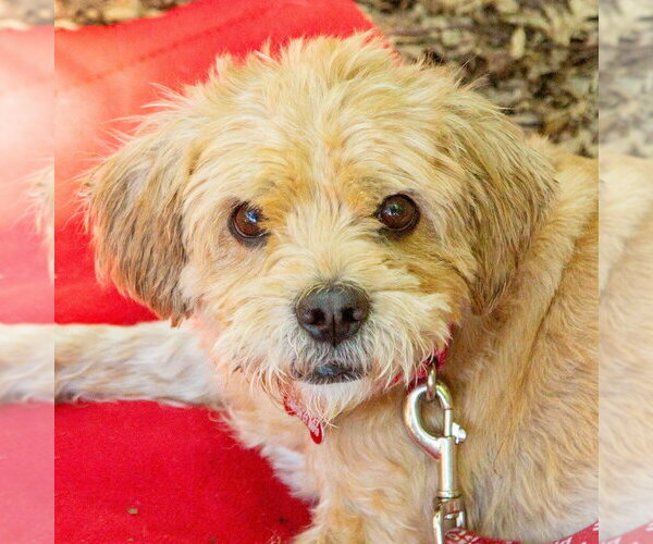 Medium Photo #1 Glen of Imaal Terrier-Unknown Mix Puppy For Sale in Canton, CT, USA