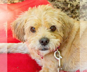 Glen of Imaal Terrier-Unknown Mix Dogs for adoption in Canton, CT, USA