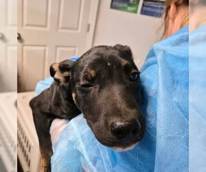 Mutt Dogs for adoption in Bolivar, MO, USA