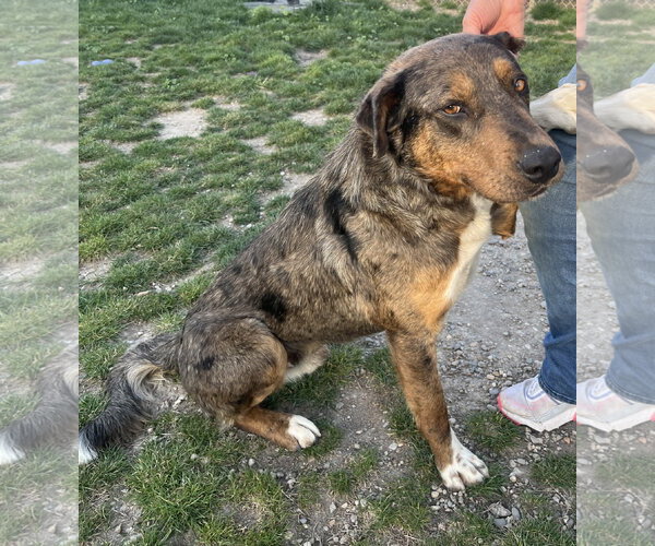 Medium Photo #2 Mutt Puppy For Sale in Emmett, ID, USA