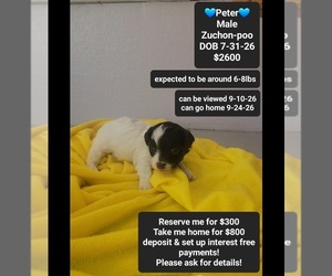 Poodle (Toy)-Zuchon Mix Puppy for sale in TUCSON, AZ, USA