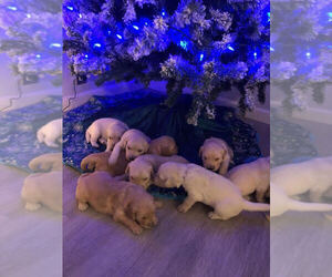 Golden Retriever Puppy for sale in VICTORVILLE, CA, USA