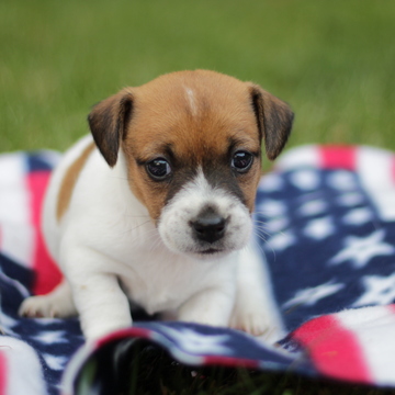 Medium Photo #1 Jack Russell Terrier Puppy For Sale in GAP, PA, USA