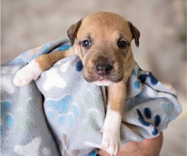 Medium Photo #2 Boxador Puppy For Sale in Grovertown, IN, USA