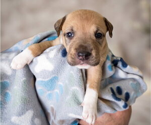 Jolly - Female Boxador Dog for Adoption - Photo #2