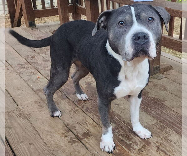 Medium Photo #4 American Pit Bull Terrier-Unknown Mix Puppy For Sale in Wetumpka, AL, USA