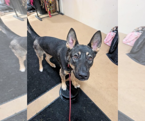 Medium Photo #3 Mutt Puppy For Sale in Catasauqua, PA, USA