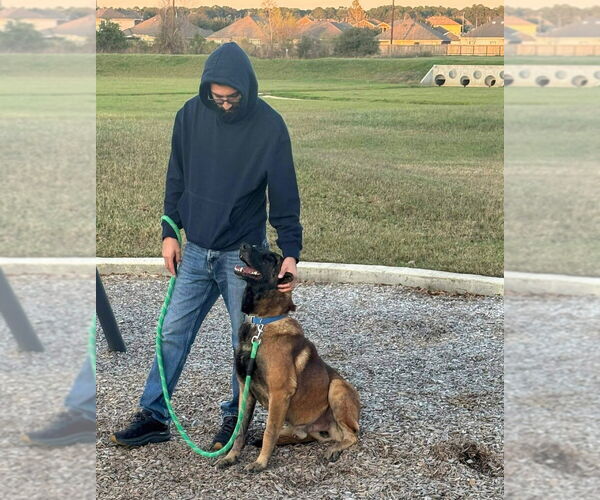 Medium Photo #6 Mutt Puppy For Sale in Imlay City, MI, USA