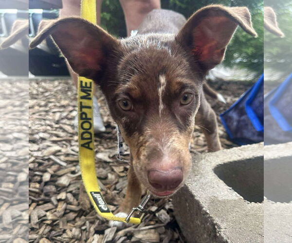 Medium Photo #4 Australian Shepherd-Unknown Mix Puppy For Sale in Germantown, OH, USA