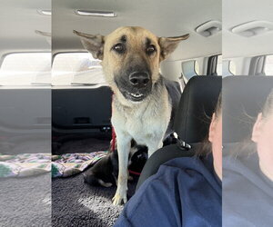 Harley (Planet mama) - Female German Shepherd Dog Dog for Adoption - Photo #2