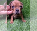 Small Photo #3 American Pit Bull Terrier Puppy For Sale in ROGERS PARK, IL, USA