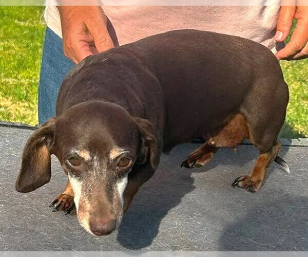 Medium Photo #3 Dachshund Puppy For Sale in Boonton, NJ, USA