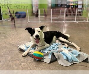 Border Collie-Unknown Mix Dogs for adoption in Elmsford, NY, USA