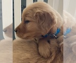Small Photo #2 Golden Retriever Puppy For Sale in WEST ALEXANDRIA, OH, USA
