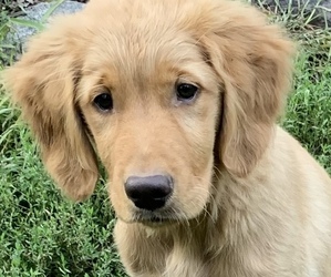 Golden Retriever Puppy for sale in FINLAYSON, MN, USA