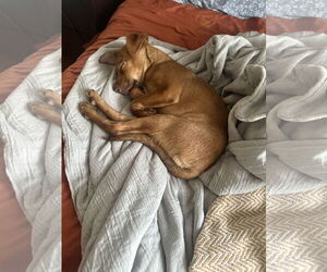 Unknown-Vizsla Mix Dogs for adoption in Plainfield, IL, USA