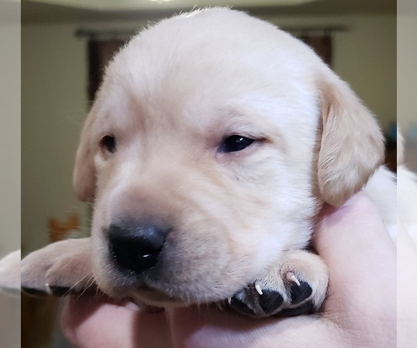 Medium Photo #12 Labrador Retriever Puppy For Sale in OLYMPIA, WA, USA