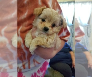 Maltipom Puppy for sale in LAGRANGE, IN, USA