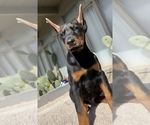 Small Photo #5 Doberman Pinscher Puppy For Sale in SALINAS, CA, USA