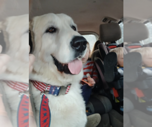 Great Pyrenees-Unknown Mix Dogs for adoption in Decatur, GA, USA