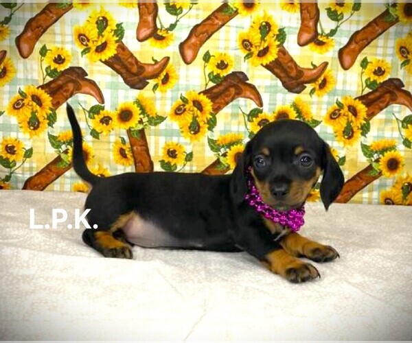 Medium Photo #1 Dachshund Puppy For Sale in WINNSBORO, LA, USA