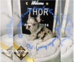 Small Photo #5 French Bulldog Puppy For Sale in ATHENS, GA, USA
