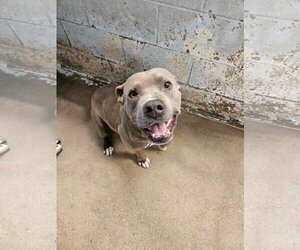 American Pit Bull Terrier Dogs for adoption in El Centro, CA, USA