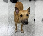 Small #1 Miniature Bull Terrier Mix