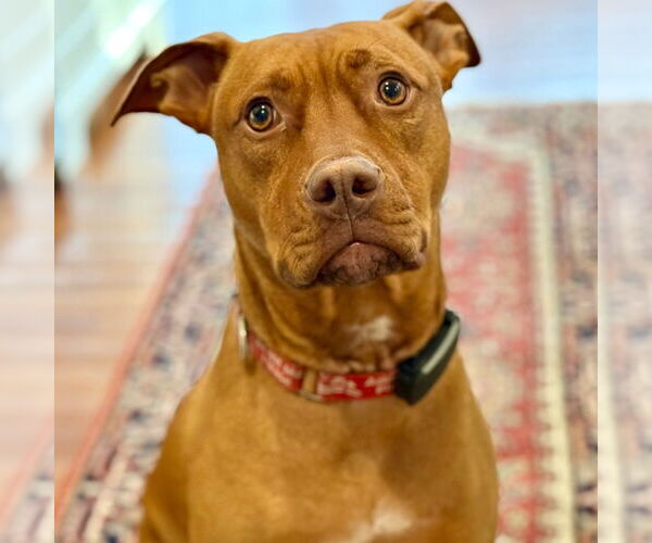 Medium Photo #1 Mutt Puppy For Sale in Canton, CT, USA