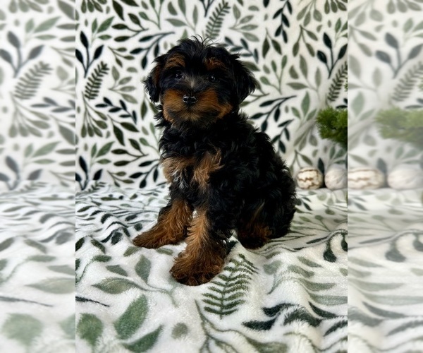 Medium Photo #4 YorkiePoo Puppy For Sale in GREENFIELD, IN, USA
