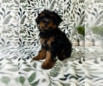 Small #3 YorkiePoo
