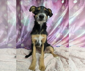 Frizzy - Male Mutt Dog for Adoption - Photo #2