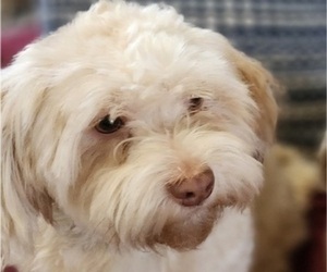 Father of the Havanese puppies born on 12/19/2024