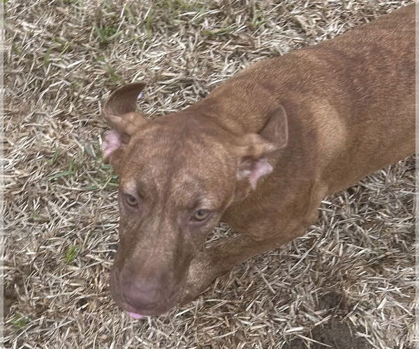 Medium Photo #6 Catahoula Leopard Dog Puppy For Sale in Royal Palm Beach, FL, USA