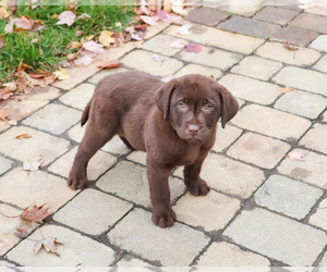 Labrador Retriever Puppy for sale in SYRACUSE, IN, USA