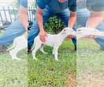 Small Photo #8 Dogo Argentino Puppy For Sale in MIAMI, FL, USA